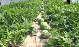 长垣吃瓜最新事件爆料,最新爆料揭秘背后真相